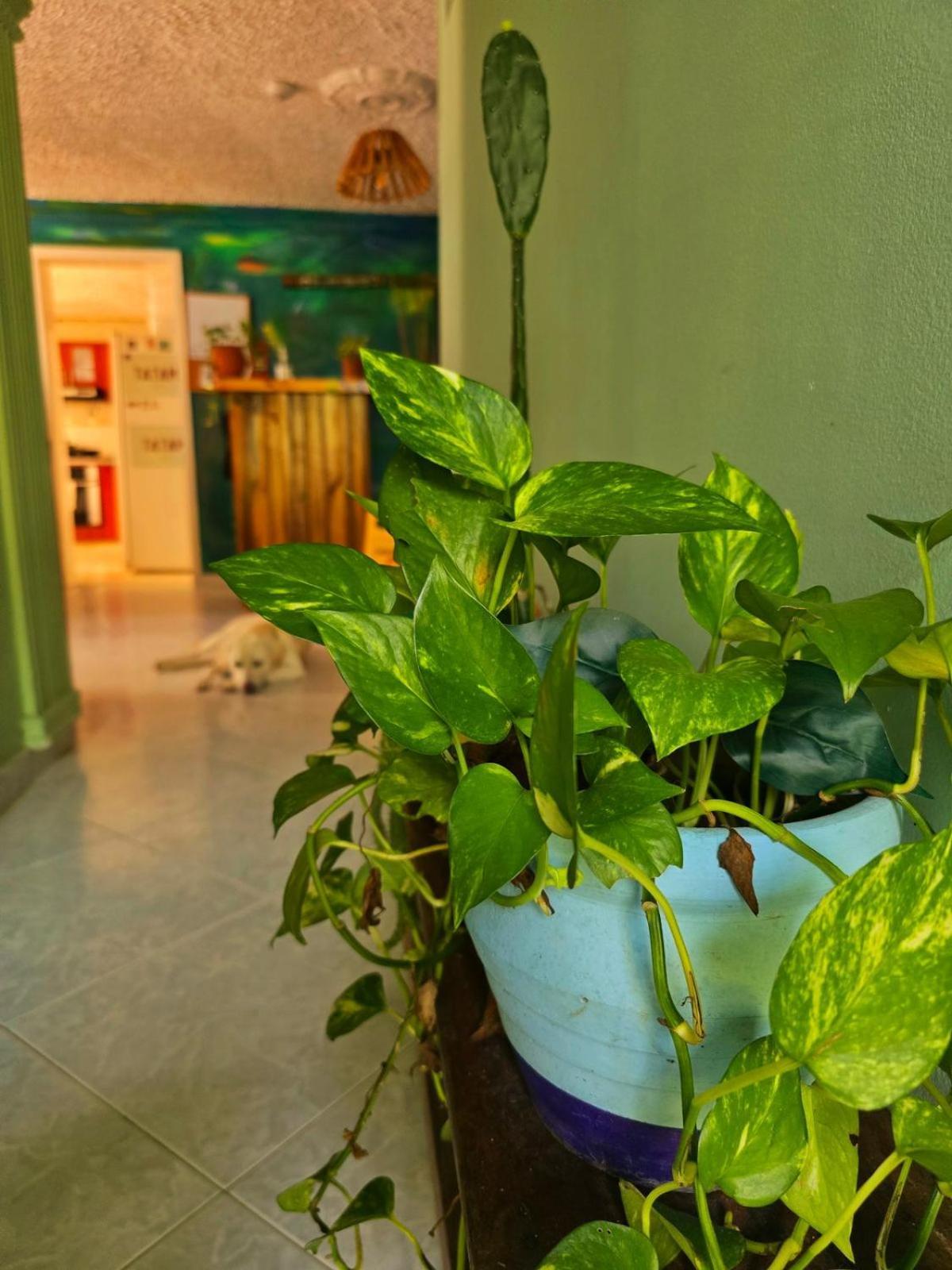 Tatami Hostel Букараманґа Екстер'єр фото